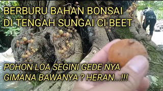 BERBURU BAHAN BONSAI LOA DI ALAM LIAR || SEPANJANG SUNGAI CI BEET DAYEUHLUHUR KAB. CILACAP
