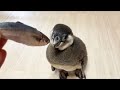 ペンギンの赤ちゃんのご飯の食べ方がダイナミック過ぎた！