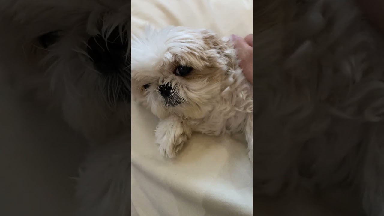 帰宅 #dog #シーズー