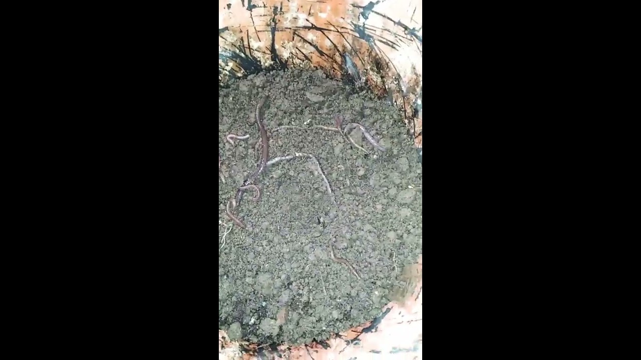 Belajar ternak cacing dari alam, ternak cacing rumahan 