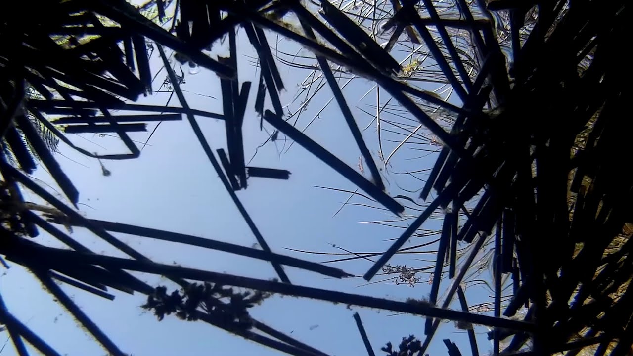 Cotton Grass pond 1 YouTube