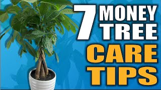 7 Money Tree Care Tips That you NEED to Know Pachira Aquatica Houseplant Care