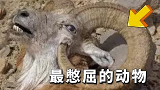 世界最“憋屈”的动物，能够躲过天敌，却可能被自己杀死！