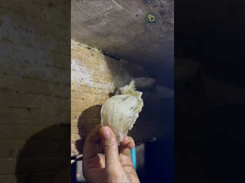 أغلى أعشاش في عالم الطيور هل تصدق معلومات معلومات عامة طيور  هل تعلم حيوانات 