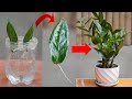 How To Propagate Medicinal Plants With Water, Simple And Effective, Air Purifying For Offices