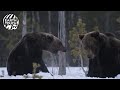 Bears battle over a meal