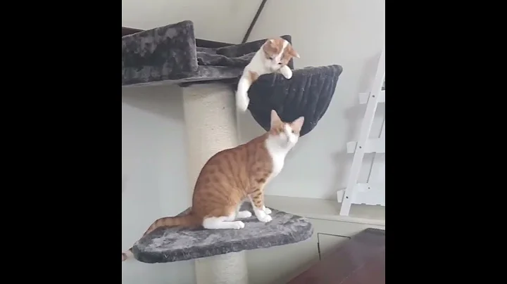 Video 4476781: red maine coon cat, white maine coon cat, maine coon cat enjoying, quality maine coon