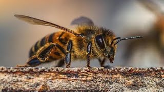 HD كيف يصنع النحل العسل بجودة عالية