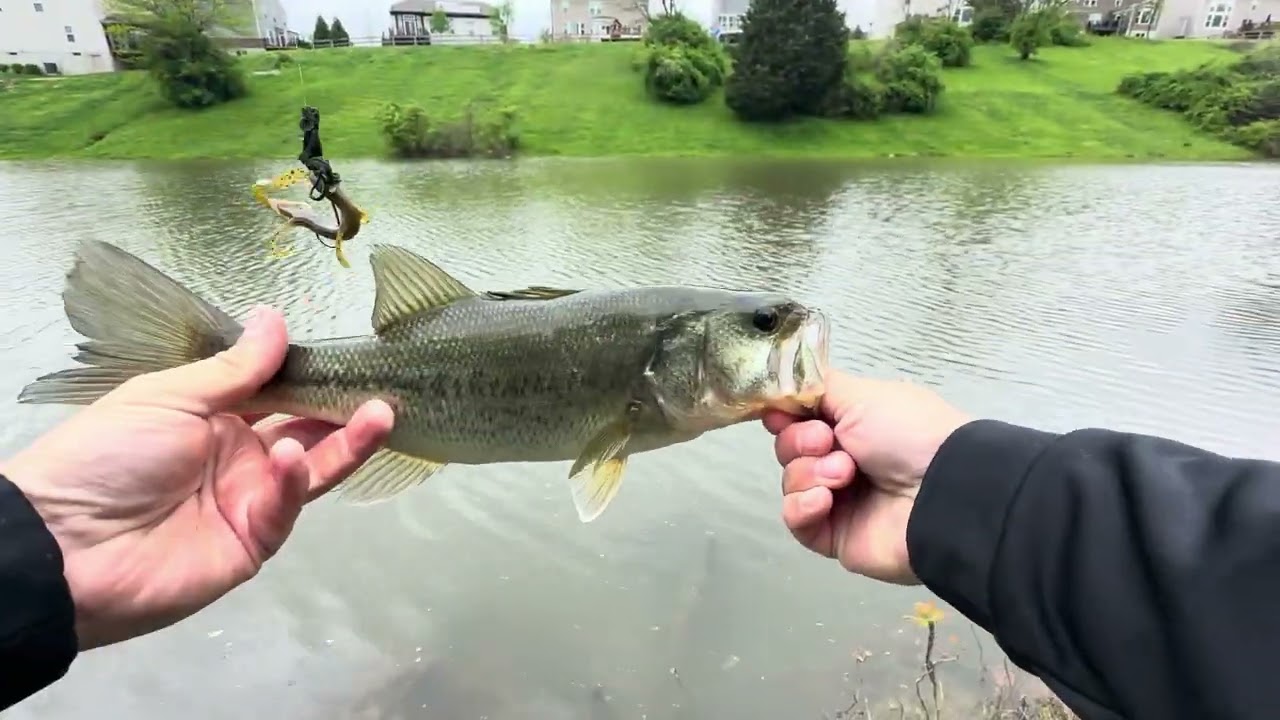 #fishing #bassfishing