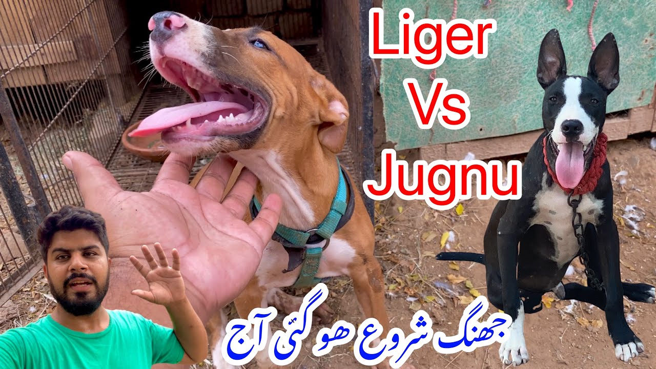 Jugnu nay liger par hamla kar diya achanak😳