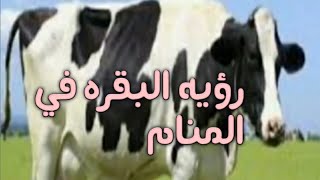 تفسير رؤيه البقره في المنام