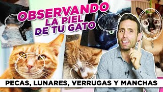 MANCHAS, LUNARES, PECAS, VERRUGAS y BULTITOS en la PIEL DE TU GATO 😼⚫ | ¿Qué significan si aparecen? by Mascotas y Familias Felices 15,963 views 5 months ago 11 minutes, 32 seconds