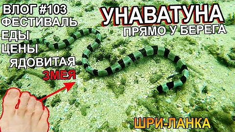 Шри-Ланка: Унаватуна - змеи и цены на фрукты. Наша неделя - Семейный Лайв Тревел Влог