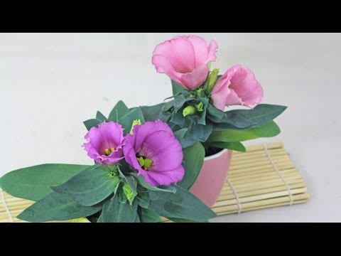 Wideo: Uprawa I Odmiany Lisianthus