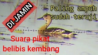 Suara pikat belibis kembang ampuh teruji