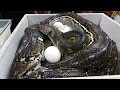 LIVE World's Largest Snake?!