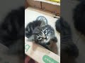 Смешные котята #funnyvideo #funnycats #cute