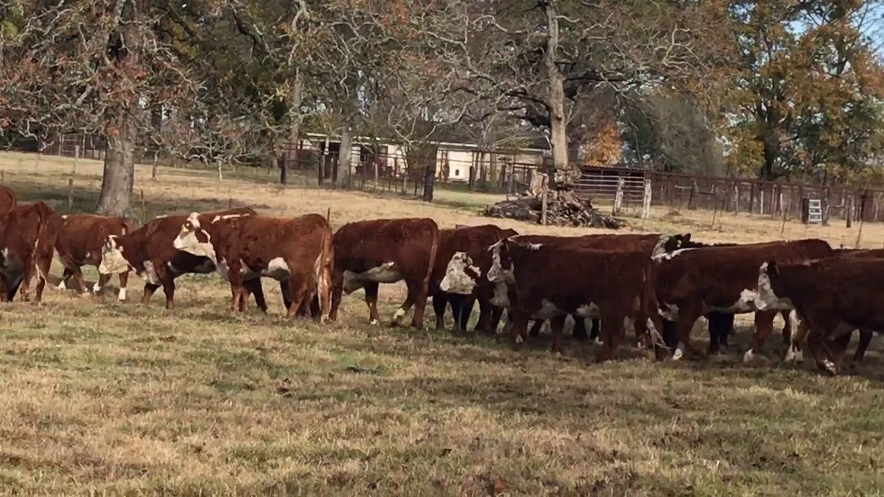 Northern Bred Hereford Heifers Hereford Bred Heifers For Sale Cattle Partners