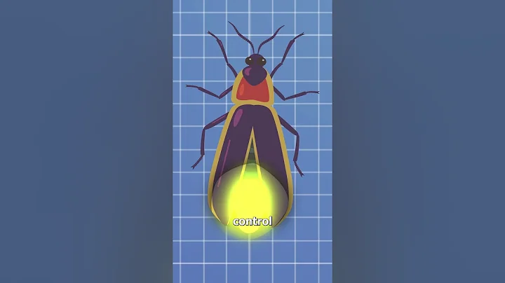 How Fireflies Light Up 🤨