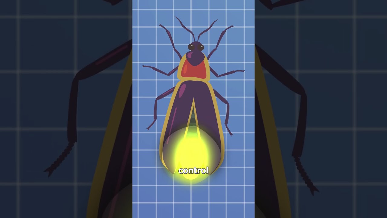 How Fireflies Light Up 