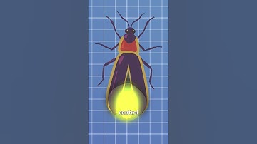 How Fireflies Light Up 🤨