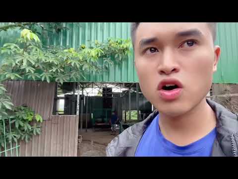 Video: Năm giống chó cho công việc trang trại