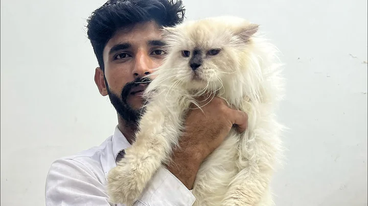 Video 11779401: persian cat, pet lover, lion