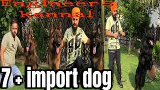 Import Biggest German shepherd farm indiavisit:Chiku foji interview:Taranjeet@engineers kennel