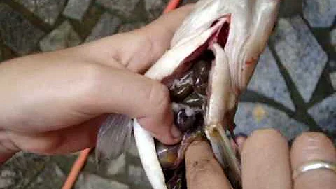 Onde se localiza o coração do peixe?