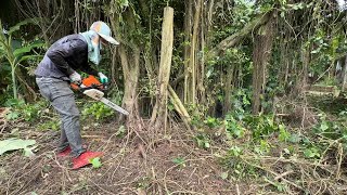 видео: Распиловка дерева с привидениями. Призраки района. Когда ходят слухи о дереве с привидениями. картинка: Распиловка дерева с привидениями. Призраки района. Когда ходят слухи о дереве с привидениями.