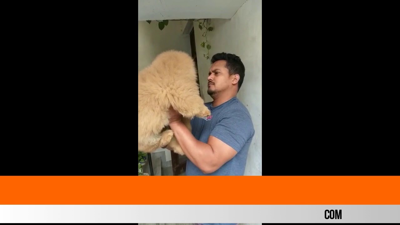 chow chow dog price in indore