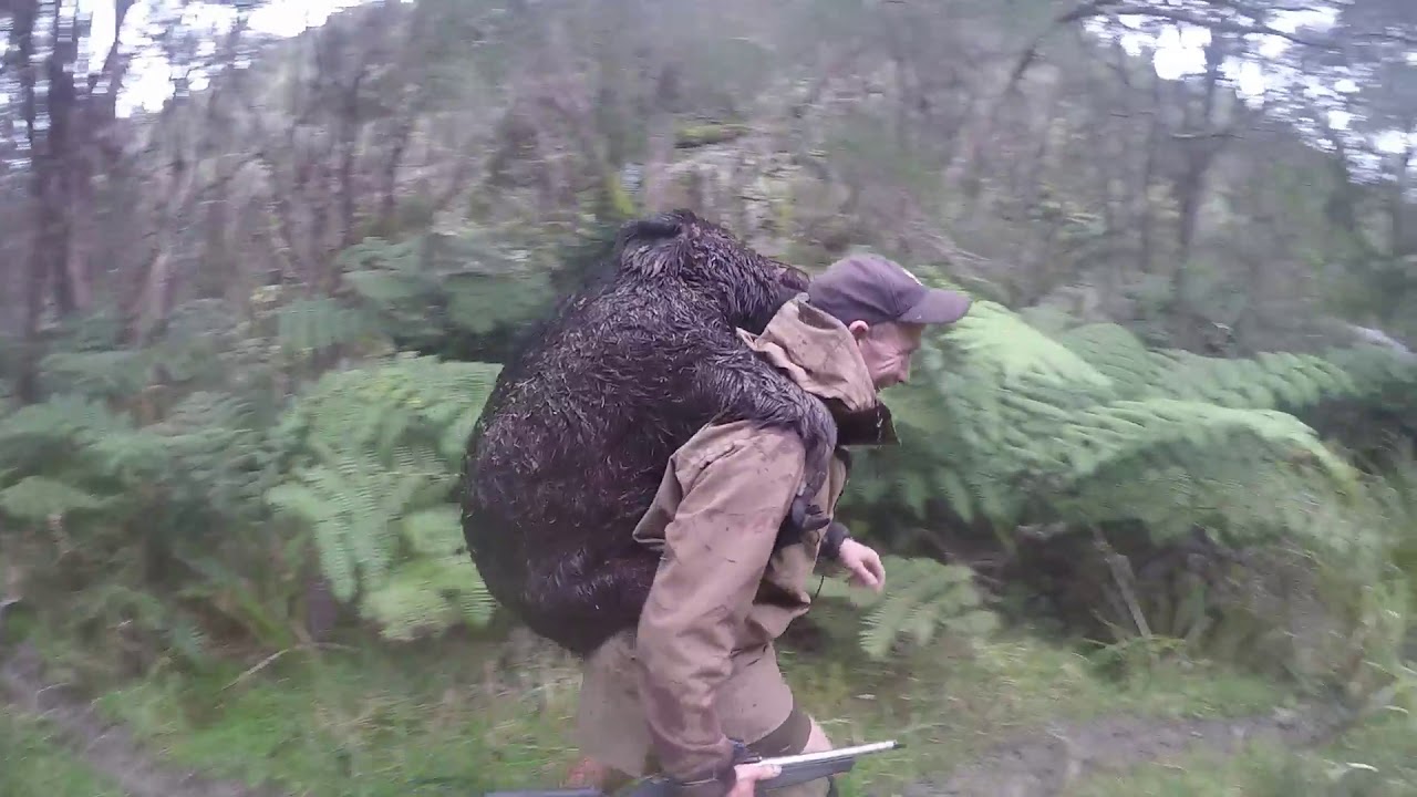 pig hunting trips nz north island