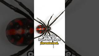 Black Widow: 10 Terrifying Facts