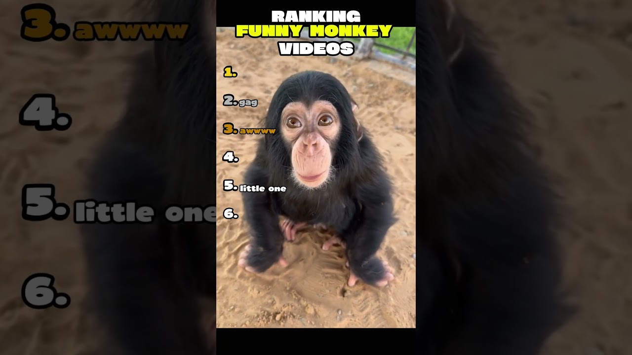 FUNNY MONKEY moments 🐵😂
