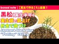 黒松（半年生）鉢上げ／2020.4｜Japanese black pine “Potting”【実生盆栽日記／bonsai】