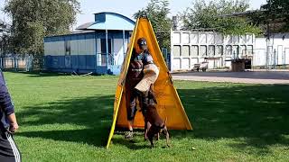 Garmata vom Grenzturm, IGP-2 exam. Working Doberman.