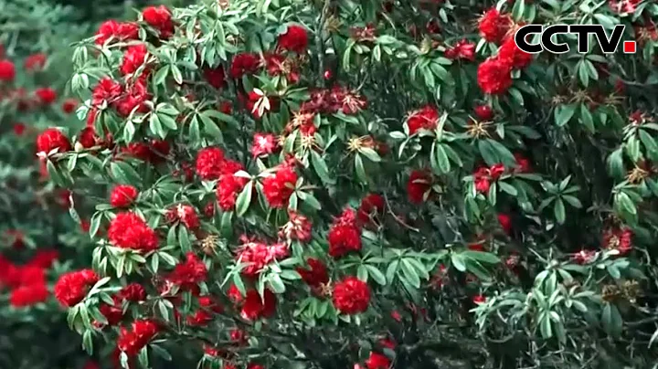 春天裡的中國 雲南盈江：杜鵑盛放紅似火 深山之中唱春歌 |《新聞直播間》CCTV中文 - 天天要聞