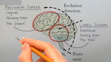 Unfolding the Brain! English|Hindi