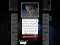 هل تعلم أن الذئب لا يتزوج امه ولا اخته عكس باقي الحيوانات والمعلومة الثانية أنه يتزوج أنثى واحدة