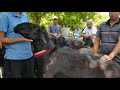 Выставка овец 19 августа 2021г. Баткен (Кыргызстан)