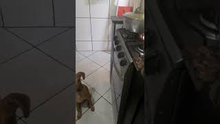 Adestrando meu Doguinho em inglês,quer dizer enganaglês😂