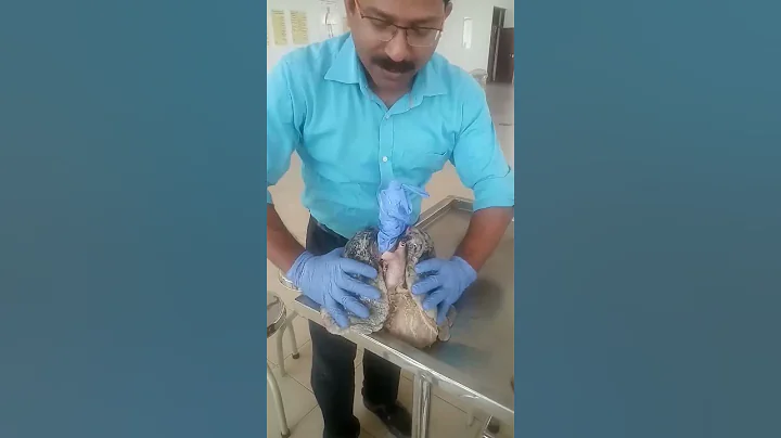 Inflating a Human Lung by blowing it - DayDayNews
