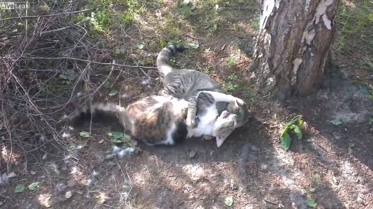 Brutal Cat Fights