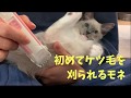 3ヶ月の子猫のラグドール初めてケツ毛を刈られる【マルカン コードレスバリカン ミニ DP-933】/The Ragdoll kitten is shaved off his ass hair