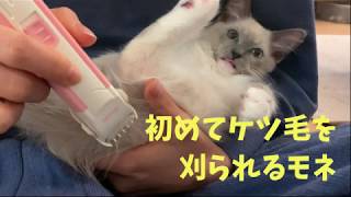 3ヶ月の子猫のラグドール初めてケツ毛を刈られる【マルカン コードレスバリカン ミニ DP-933】/The Ragdoll kitten is shaved off his ass hair