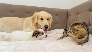 Golden Retriever Introducing Cat to Puppy for the First Time