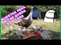 ¡Nuestra pava y sus pavitos!