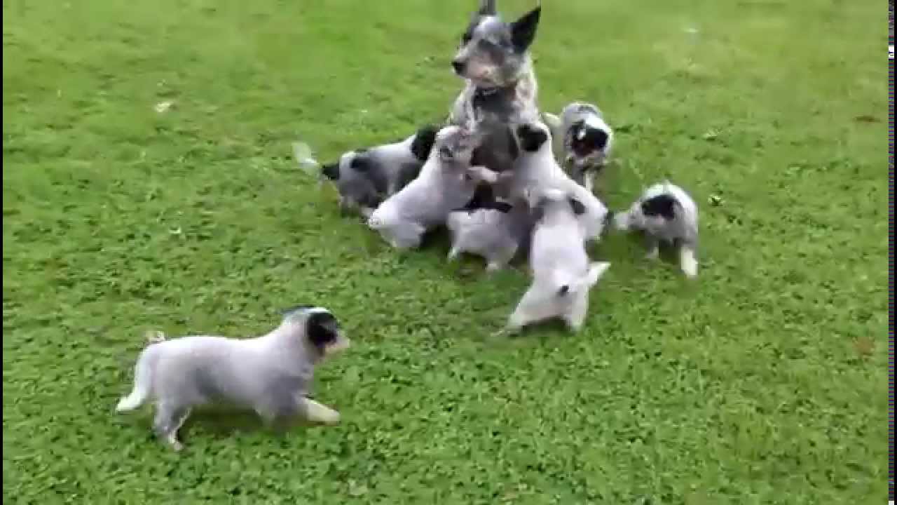 Blue Heeler Puppies For Sale Photos All