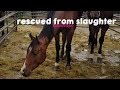 Rescued from Slaughter| Roulette's Story