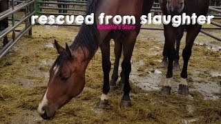 Rescued from Slaughter| Roulette's Story